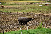 Bori Parinding villages - water buffalo 