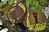 Bori Parinding villages - tropical vegetation