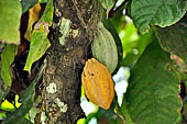 Bori Parinding villages - cocoa