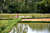 Bori Parinding villages - rice fields 