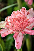 Bori Parinding villages - tropical flower Indonesian Tall Ginger (Etlingera elatior).