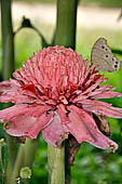 Bori Parinding villages - tropical flower Indonesian Tall Ginger (Etlingera elatior).