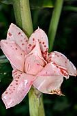 Bori Parinding villages - tropical flower Indonesian Tall Ginger (Etlingera elatior).