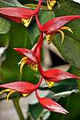 Bori Parinding villages - tropical vegetation (Heliconia collinsiana)