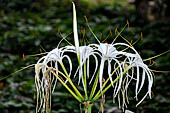 Bori Parinding villages - tropical vegetation