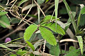 Bori Parinding villages - tropical vegetation