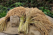 Bori Parinding villages - rice fields