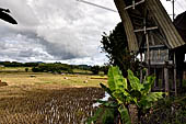 Bori Parinding villages - rice fields