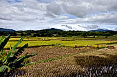 Bori Parinding villages - rice fields