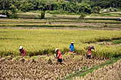 Bori Parinding villages - rice fields