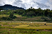 Bori Parinding villages - rice fields