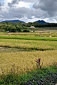 Bori Parinding villages - rice fields