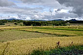 Bori Parinding villages - rice fields