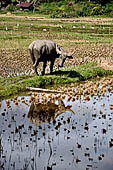 Bori Parinding villages - water buffalo