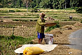 Bori Parinding villages - rice fields