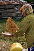 Bori Parinding villages - rice fields 