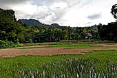 Ke'te Kesu - rice fields 