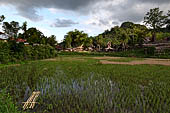 Ke'te Kesu - rice fields