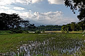 Ke'te Kesu - rice fields