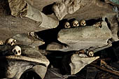 Londa - Inside the cave there is a collection of coffins, many of them rotted away, with the bones scattered or heaped in piles