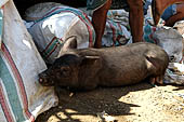 The market of Makale - stalls selling local produce including coffee, tobacco, buckets of live eels, piles of fresh and dried fish, and jugs of  'balok'