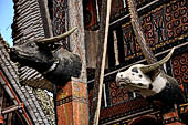 Pallawa - Traditional tongkonan house. The front of the house usually has a carved buffalo head and a collection of genuine buffalo horns.