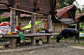 Pallawa - Traditional tongkonan house.