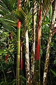 Bamboo canes in our hotel in Rantepao