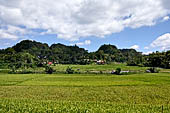 Suaya - rice fields