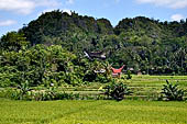 Suaya - rice fields