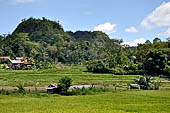 Suaya - rice fields