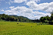 Suaya - rice fields