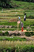 Suaya - rice fields