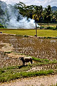 Suaya - rice fields